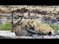 Lioness breaks waterbuck's leg to slow it down before finishing it off | Timbavati, Kruger Park