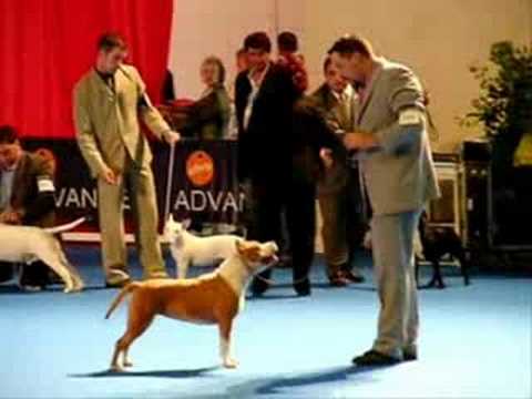 Joan Asensio Professional Dog Show Handler
