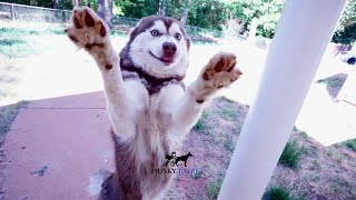 Rosie | Husky Palace
