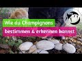 Wie du Champignons bestimmen & erkennen kannst