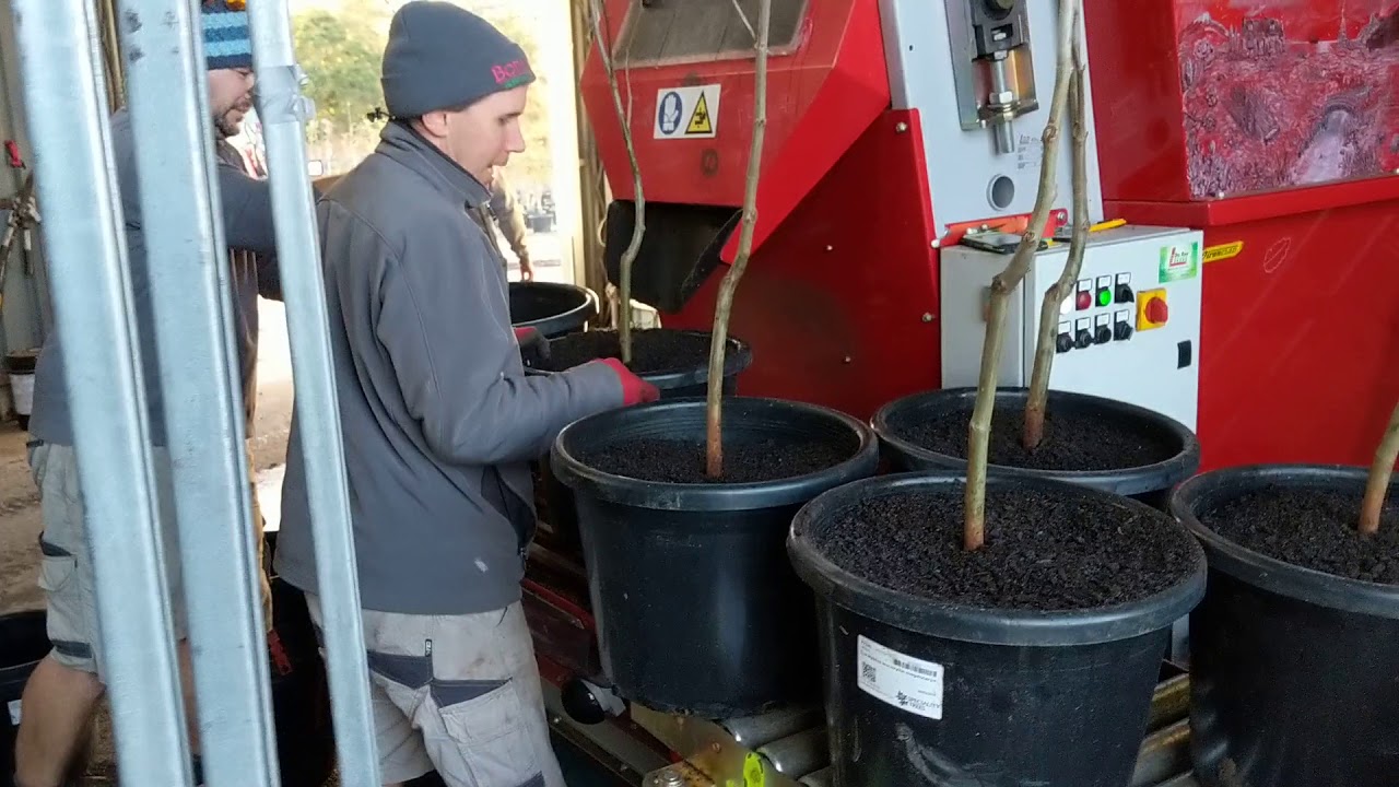 Da Ros TV5 Filling Large Pots - Part 2