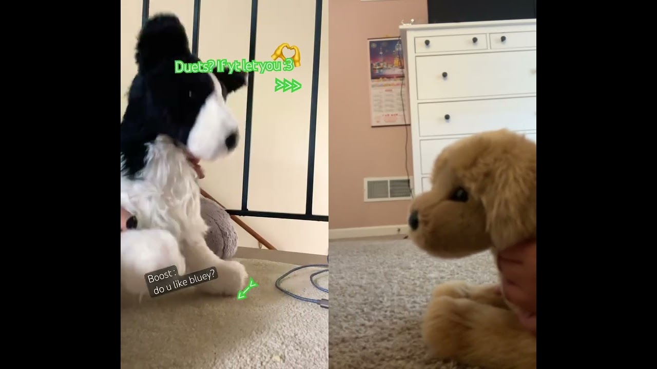 ￼￼Duet with @S0larEssaPups 