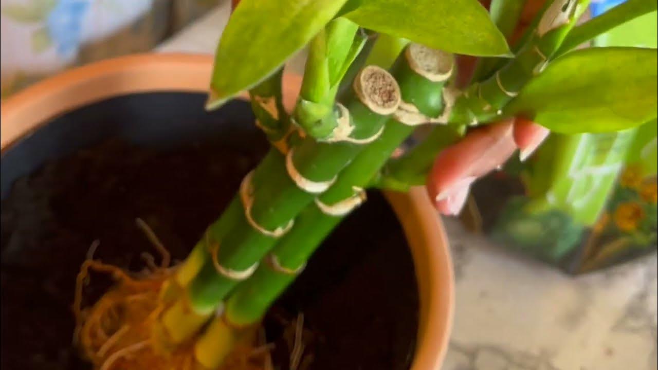 How to repot a Lucky bamboo in soil ? YouTube