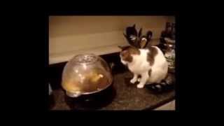 КОШКИ!КОШКИ!КОШКИ!ЧЕРНЫЕ КОШКИ И НЕ ТОЛЬКО ЧЕРНЫЕ КОШКИ.#3 смешные кошки,кошки видео,black cats КОШКИ!КОШКИ!КОШКИ!ЧЕРНЫЕ КОШКИ И НЕ ТОЛЬКО ЧЕРНЫЕ КОШКИ.#3 смешные кошки,кошки видео,black cats