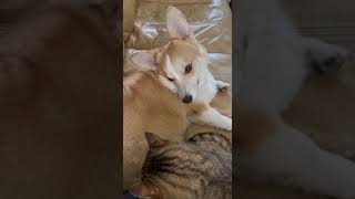 In what cases is friendship possible between cats and dogs? by Dogs A-Z 116 views 1 year ago 1 minute, 25 seconds