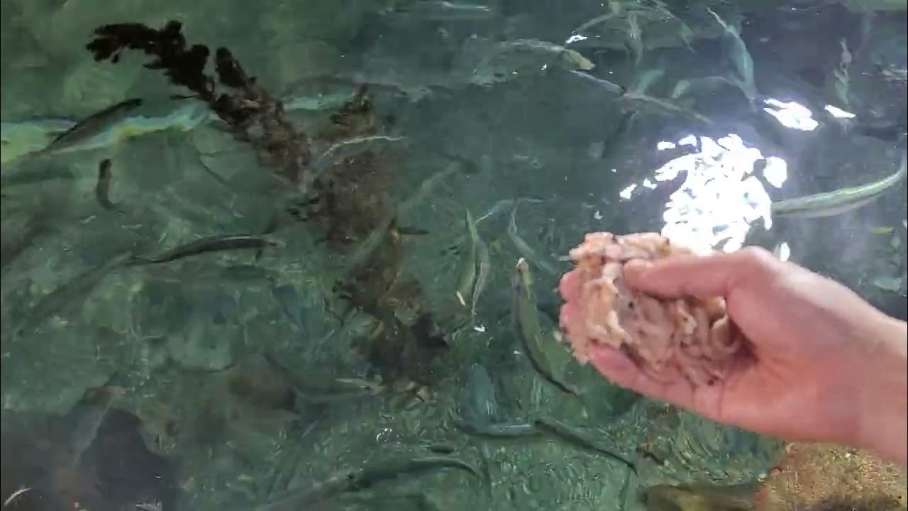 ニシンに給餌 飼育員目線で Herring eat shrimp YouTube