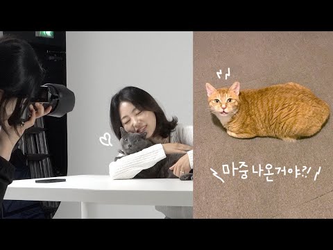 먼지랑 화보촬영 하고 왔어요📷💥 다섯냥이와의 여름일상