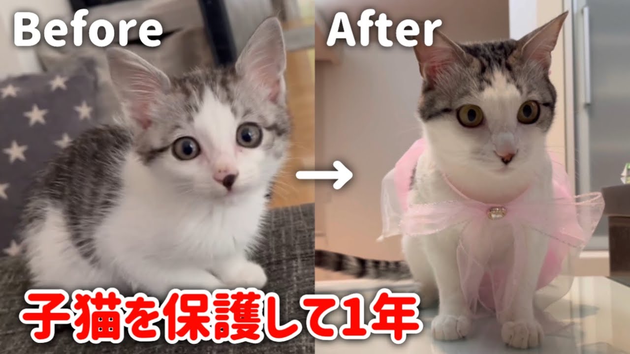 【子猫を保護して一年が経ちました…】公園に捨てられていた子猫の成長記録