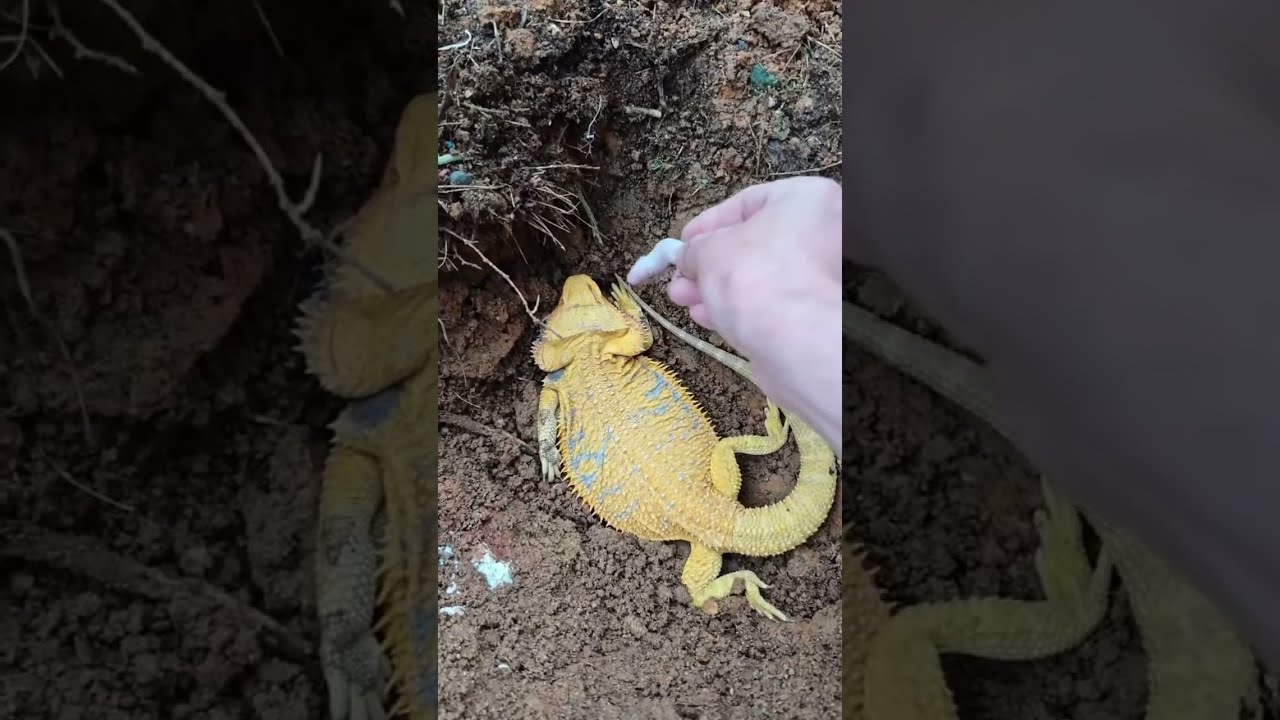 Goodbye My Bearded Dragon Reptiles Beardeddragon Iguana Lizardskinpeeling Pets