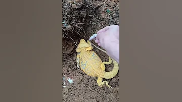 Goodbye My Bearded Dragon Reptiles Beardeddragon Iguana Lizardskinpeeling Pets 