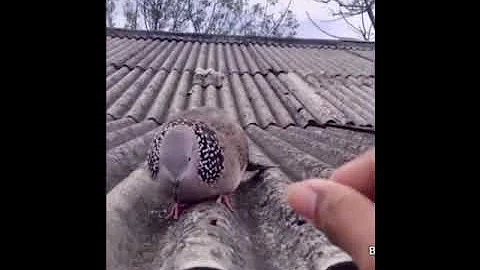 Горлица ручная hand pigeon