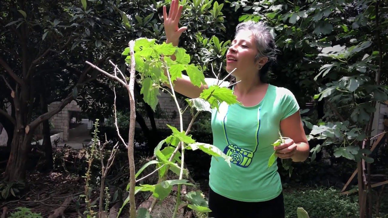 camera iphone 8 plus apk CICLO 16 DE LA UVA: TALLER PLANETA AUTOSUSTENTABLE