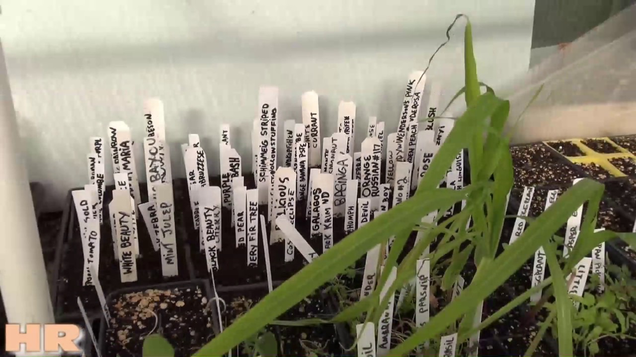 Starting seeds 2017 | tomato, pepper, flower, cucumber, peas, melon