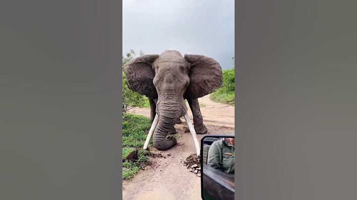 Elephant Big Tusker Crushes Ground