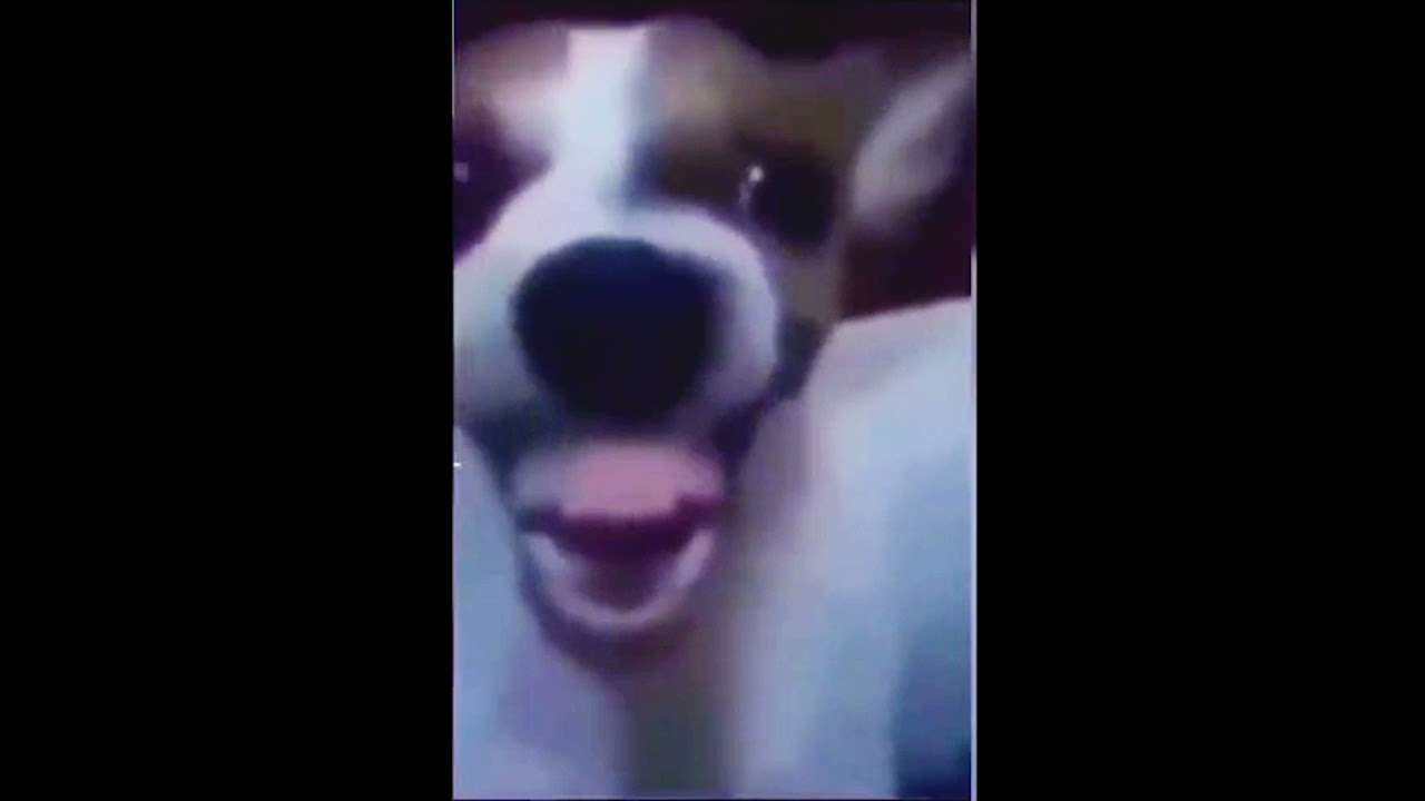 Dog Laughing Meme Original 1080p - YouTube