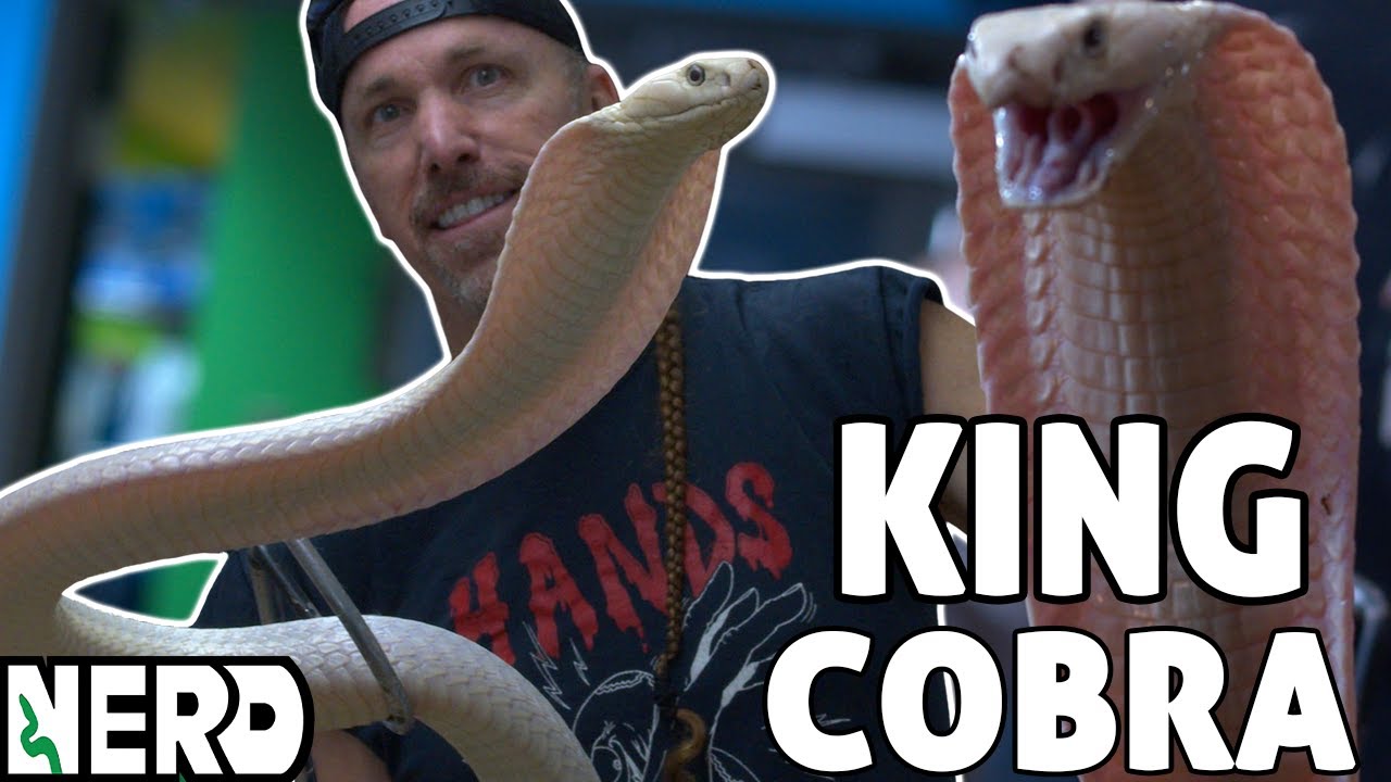 LA COBRA/HOW MUCH SNAKE CAN YOU TAKEメロハー ⚠️💀 RAREST ALL WHITE KING COBRA IN THE WORLD - I BOUGHT