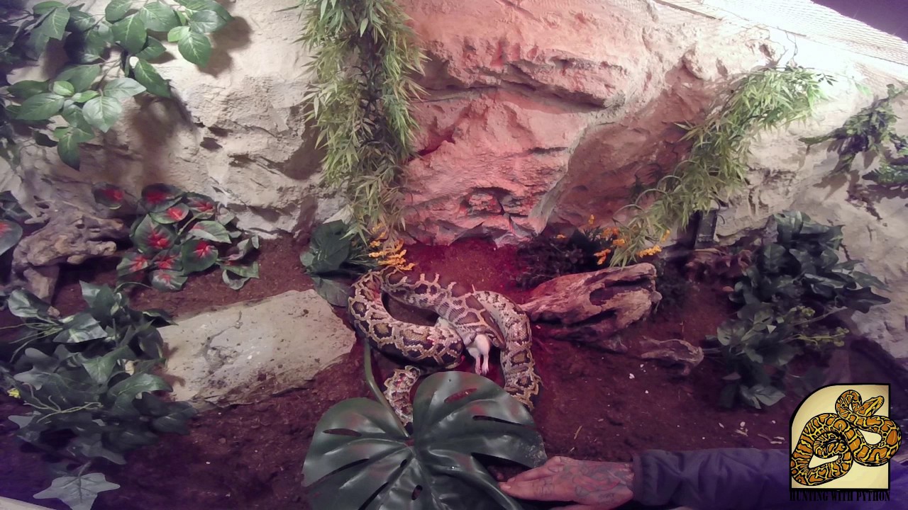 Burmese python hunting a rat - YouTube
