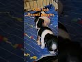 Jack Russell puppies. #shorts #trendingshorts #jackrussell #puppy