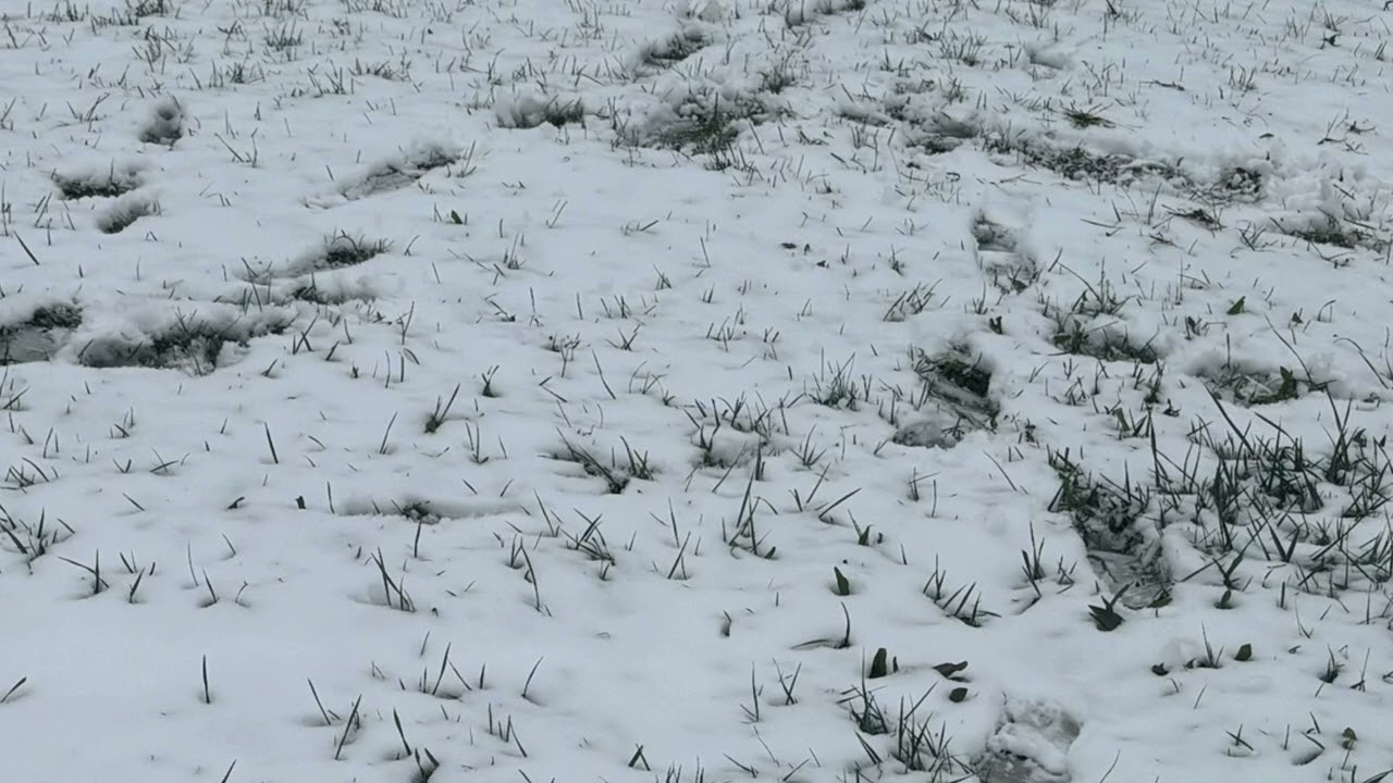 This Song Isn’t For You -  Carillon Bear