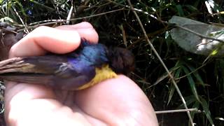 Mikat Burung Kolibri Manggar Dan Prenjak Kepala Merah 