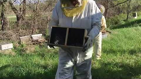 Installing a 3 pound package of bees in a hive.