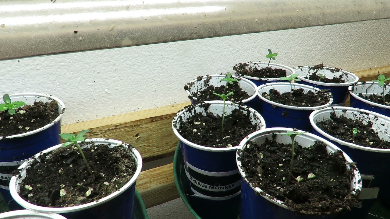 Grease Monkey seedlings 7-13-2021