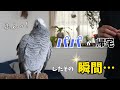 さっきまで喋っていたのに…パパが帰宅したその瞬間！？