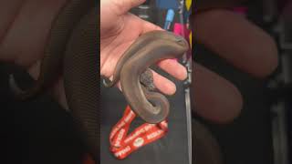 Suma Cinnamon at the Repticon show! #ballpython