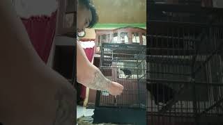 cara cepat mengacorkan burung ciung batu paru hitam.part2