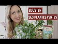 Comment redmarrer les plantes dintrieur au printemps 