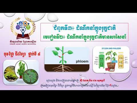 #ជីវវិទ្យាថ្នាក់ទី៨ #ជំពូក៣៖ដំណឹកនាំក្នុងរុក្ខជាតិ #មេរៀនទី២៖ដំណឹកនាំក្នុងរុក្ខជាតិមានសរសៃនាំ