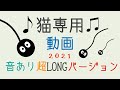 猫専用動画 2021 cat game for cat 音あり超ロングバージョン
