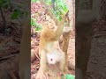 BIG MONKEY AND BABY MONKEY. #funnymonkeys #animalkingdom #monkeyadventures #naturelovers