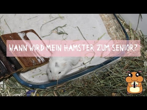 Video: So Bestimmen Sie Das Alter Eines Hamsters