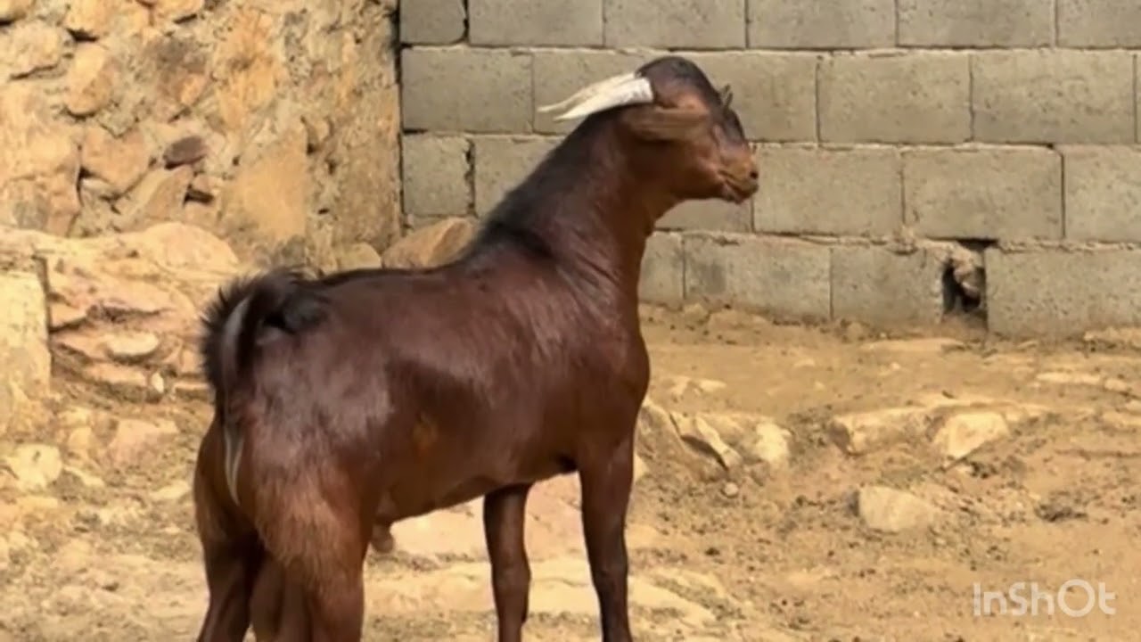 تيوس وأغنام دهم 