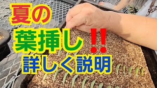 多肉植物】【ガーデニング】夏の☀葉挿し‼️詳しく説明～🎵2024年8月15