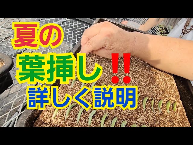 多肉植物】【ガーデニング】夏の☀葉挿し‼️詳しく説明～🎵2024年8月15