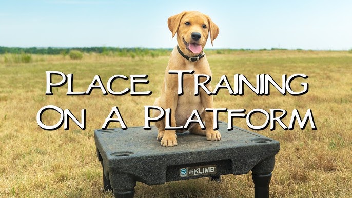 Place Board Dog Training Platform – Anglian Dog Works