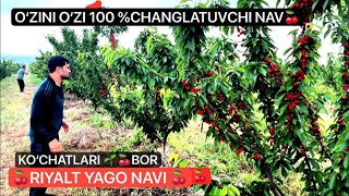 RIYALT YAGO GILOS KOʻCHATLARI BOR ☎️+99895 951 53 53 +90 841 11 61 OʻZINI OZI CHANGLATADIGON GILOS 