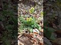 Zitronenfalter sammelt Nektar im Wald. 🍋🦋🏵🌲🌳 Blätterrascheln! 🍂