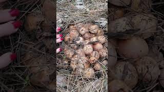Опеньок літній #опеньок #mushroom #mushroomforest #гриби #грибипівдня #опята #грибники #грибиукраїни