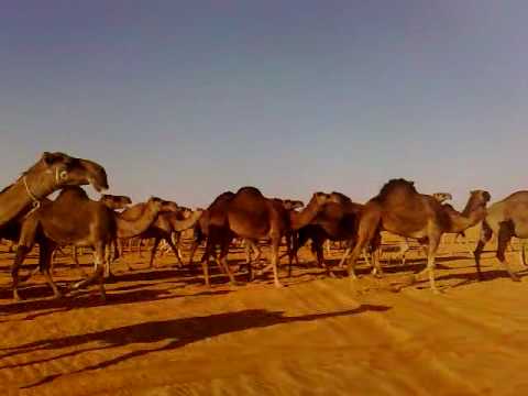 منقية مناحي ابو هليبه حمر Youtube