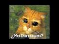 Nuevo reggaeton romantico!!! Te pido perdon - MC