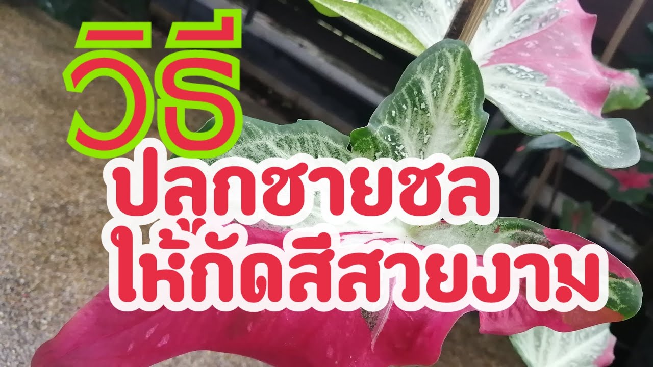 วิธี​ปลูกบอนชายชลให้กัดสีสวย