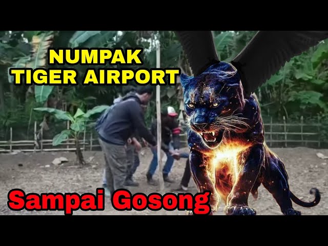 🔵TIGER AIRPORT | KEJADIAN LAGI TERBANG BARENG EYANG MACAN @gaseteam9888 class=