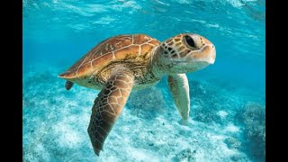 Tortugas En Akumal