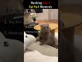 Ranking Top 5 Cat Fail Moments #shorts #catfails #catshorts #fails #funnycats