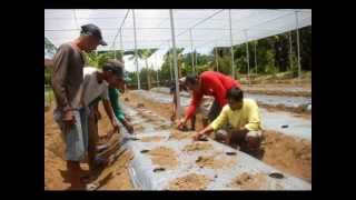 Bulacan vegetable farming