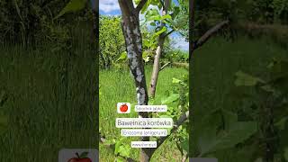 Biały nalot na jabłoni - uwaga na bawełnicę korówkę (Eriosoma lanigerum) #dionp