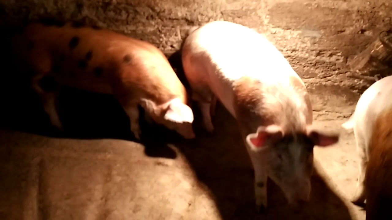 Расход корма и денег на свиней за 5 месяцев откорма!